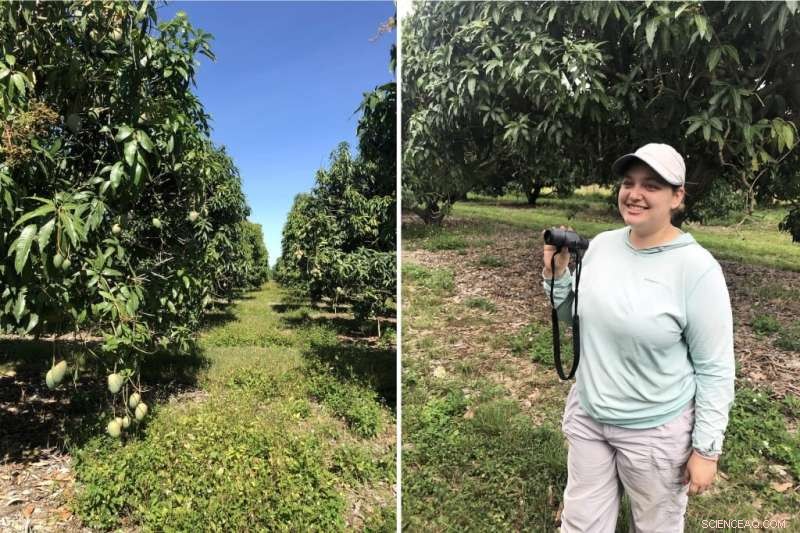How Weeds Can Boost Fruit Tree Yields: A Surprising Discovery
