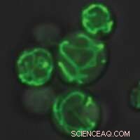 Mitochondrial Communication: How Cells Adapt to Metabolic Stress