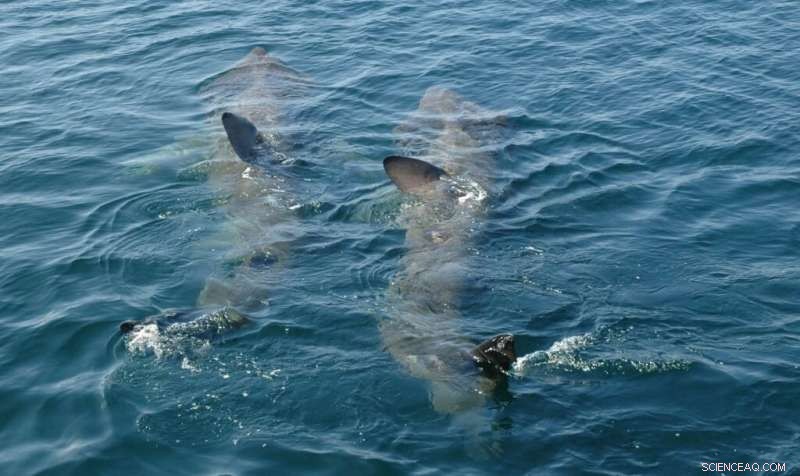 Basking Shark Migration: New Research Challenges Long-Held Assumptions