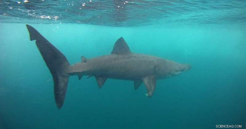 Basking Shark Migration: New Research Challenges Long-Held Assumptions