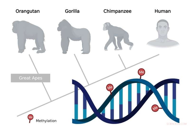 Phylogenetic Analysis Reveals Novel Genomic Insights Through Epigenetic Reconstruction