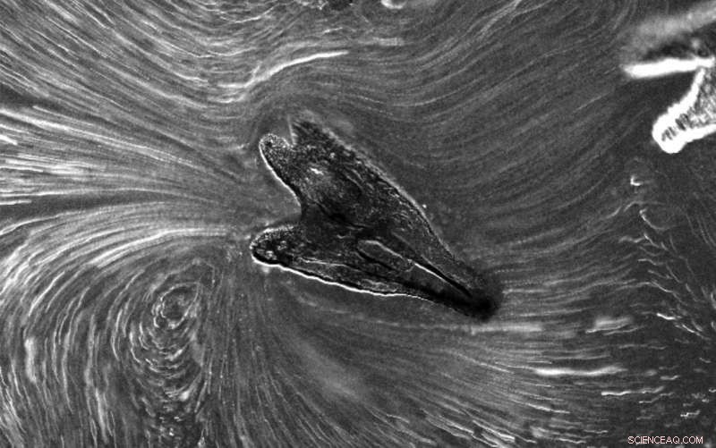 Sea Urchin Larvae Reveal Insights into the Evolution of Light Detection