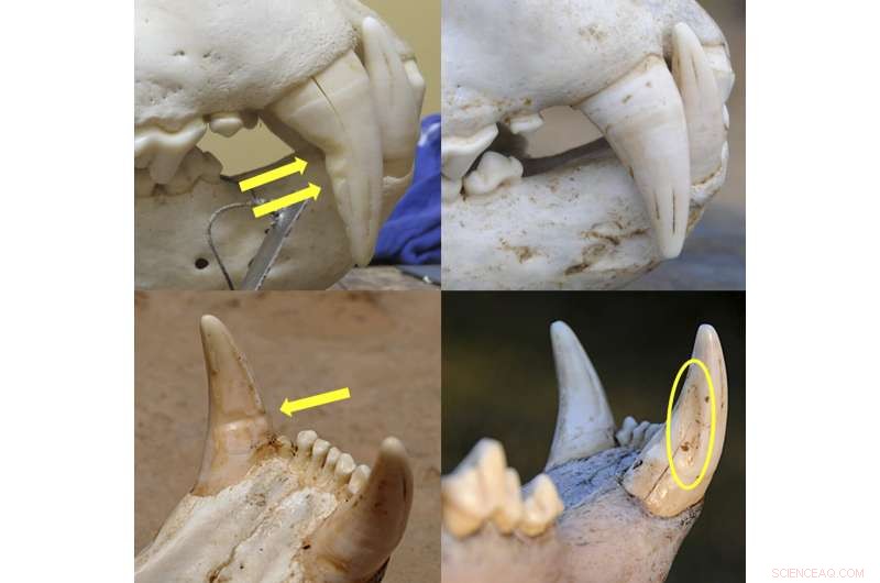 Underestimated Injuries to Zambian Lions & Leopards from Snares and Shotguns