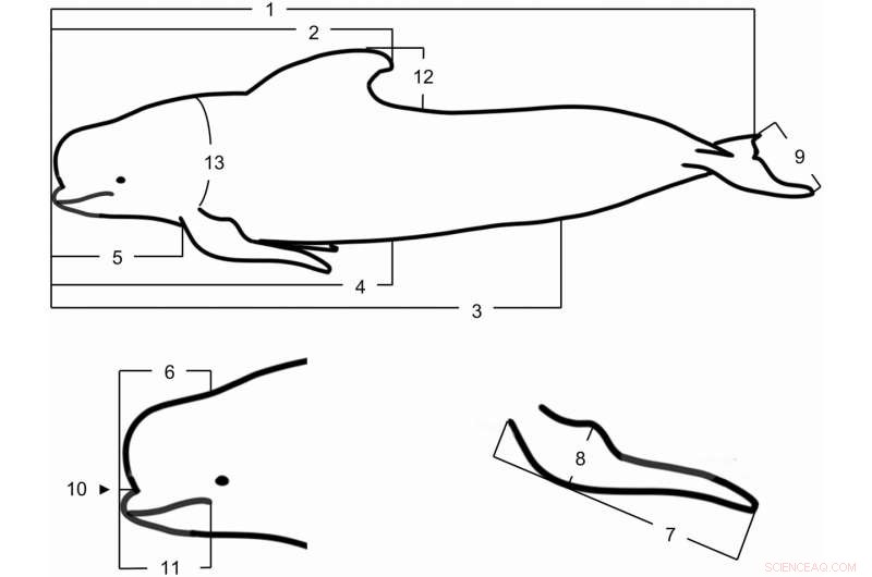 Understanding New Zealand Pilot Whale Biology: Morphological Insights