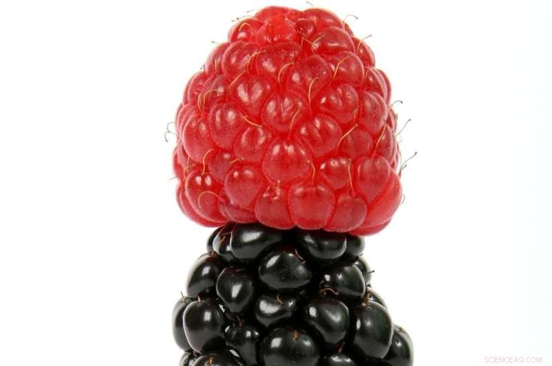 AI-Powered Fruit Optimization: Predicting & Matching Consumer Taste