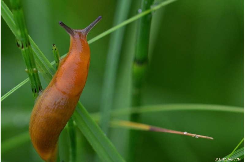 New Mathematical Model Revolutionizes Pest Control for Sustainable Agriculture