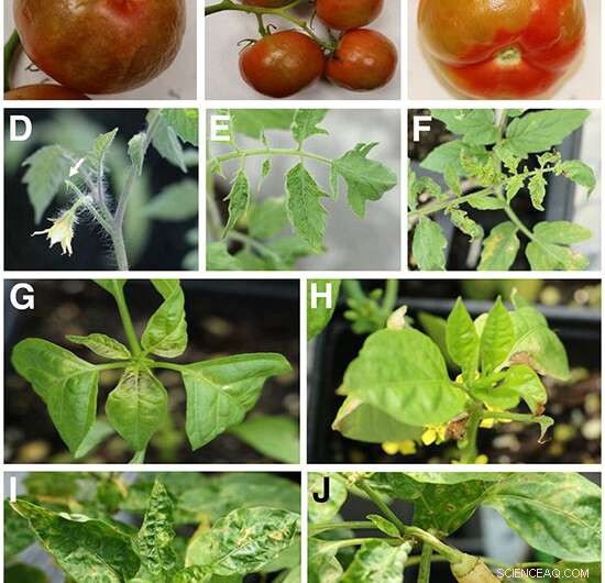 Understanding and Managing Tomato Brown Rugose Fruit Virus (ToBRFV)