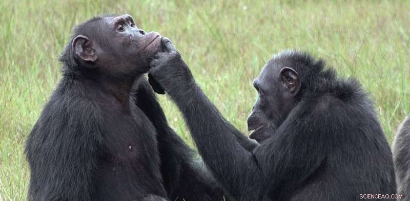 Chimpanzee Wound Care: Unexpected Healing Behavior in Gabon