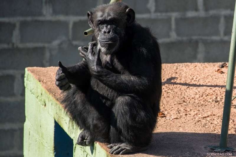 Switzerland Considers Fundamental Rights for Primates: A Ballot Initiative