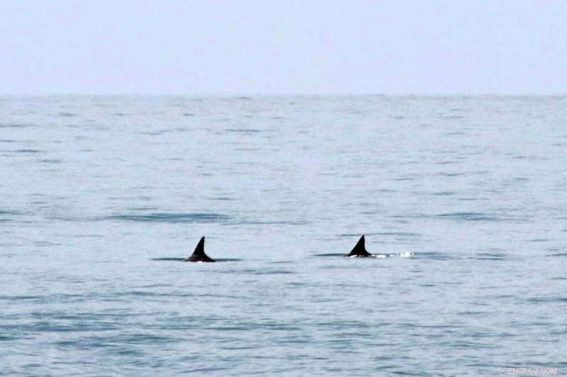 US Urges Mexico to Strengthen Vaquita Porpoise Protection