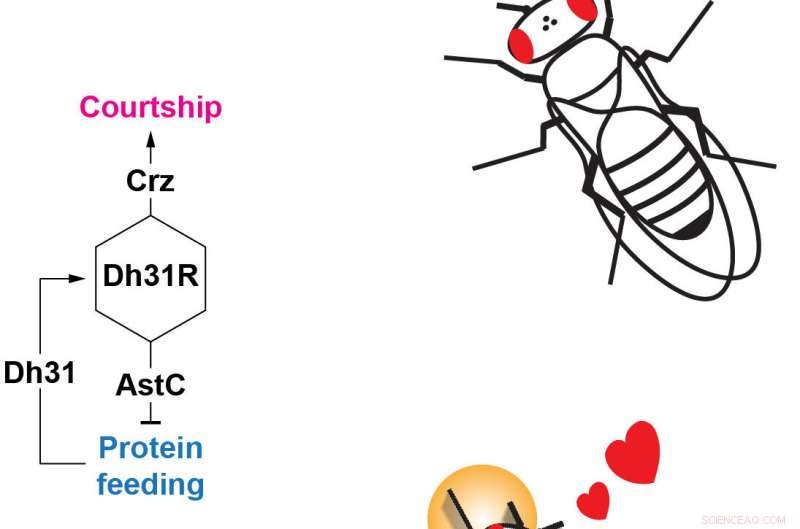 Gut Molecule Linked to Mate-Seeking Behavior in Fruit Flies