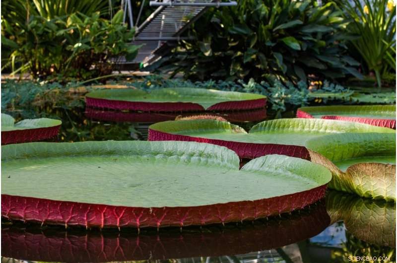Giant Amazon Water Lilies: Engineering Secrets of Nature s Largest Leaves