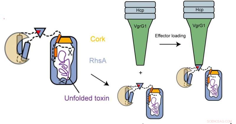Bacterial Toxins: How Capsules Protect Deadly Effector Domains