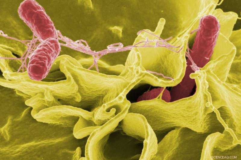 How Bacteria Evade the Immune System: A New Discovery