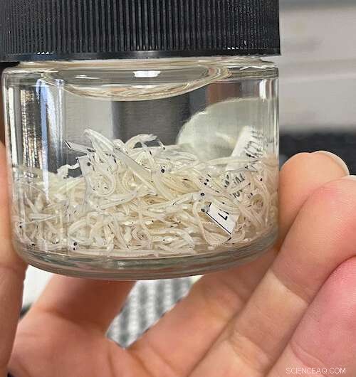 Antarctic Research: Warming Waters Linked to Declining Fish Populations