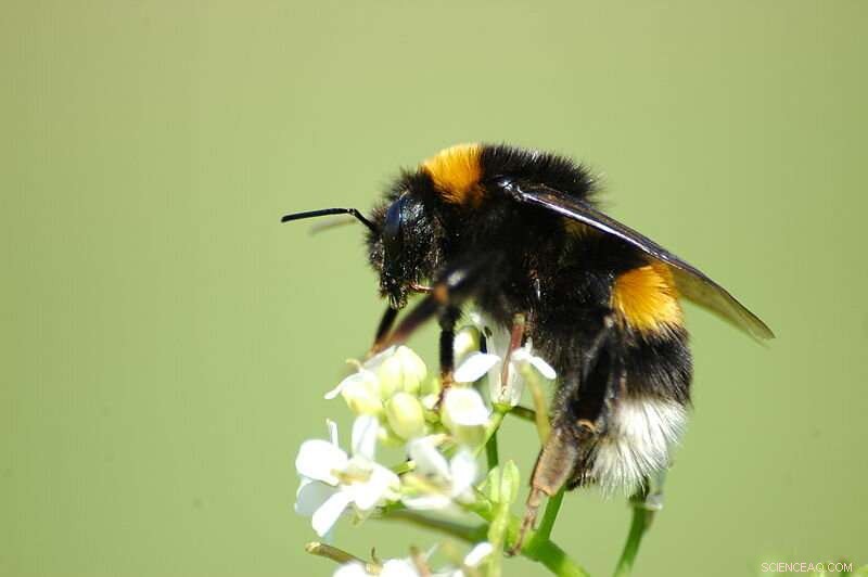 Bumblebee Genes Key to Climate Change Adaptation Discovered