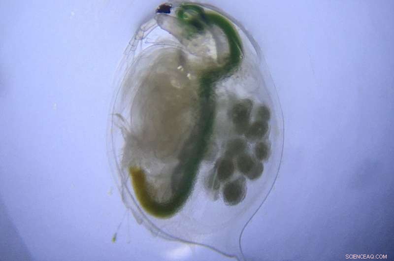 Temperature Rise May Mitigate Antidepressant Pollution in Waterways