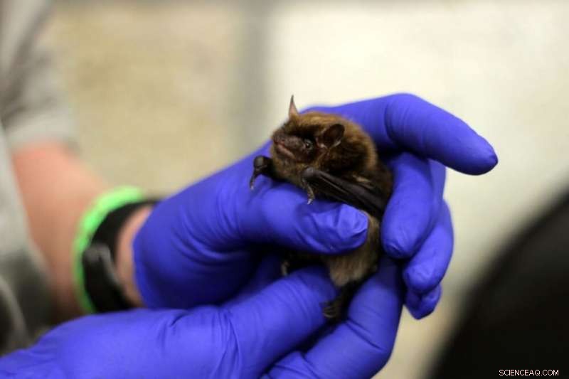 Genomic Surveillance: Preparing for Rabies Outbreaks in Bats