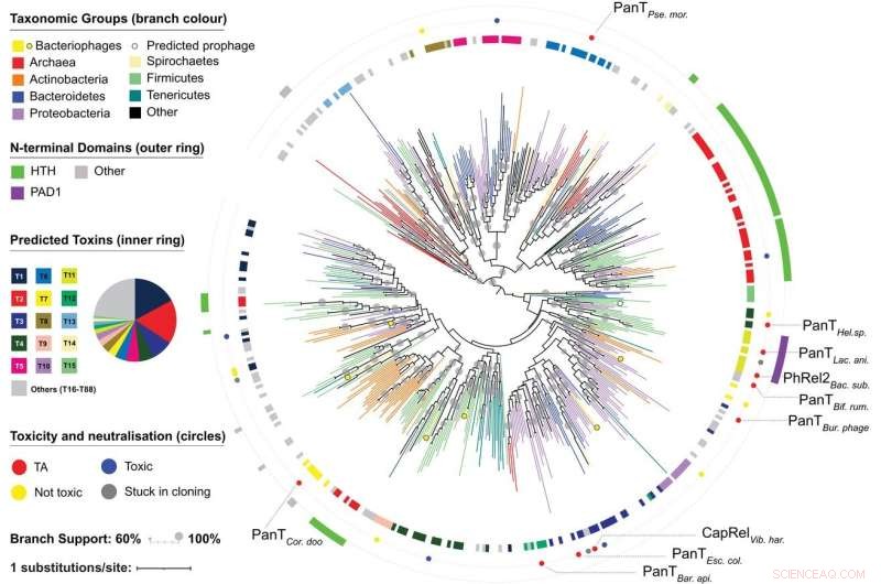 DUF4065/Panacea: A Novel Target for Bacterial Growth Inhibition