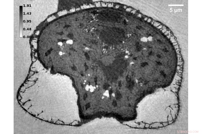 Pine Pollen Nanofoams: Key to Surviving Mass Extinctions - 3D Study