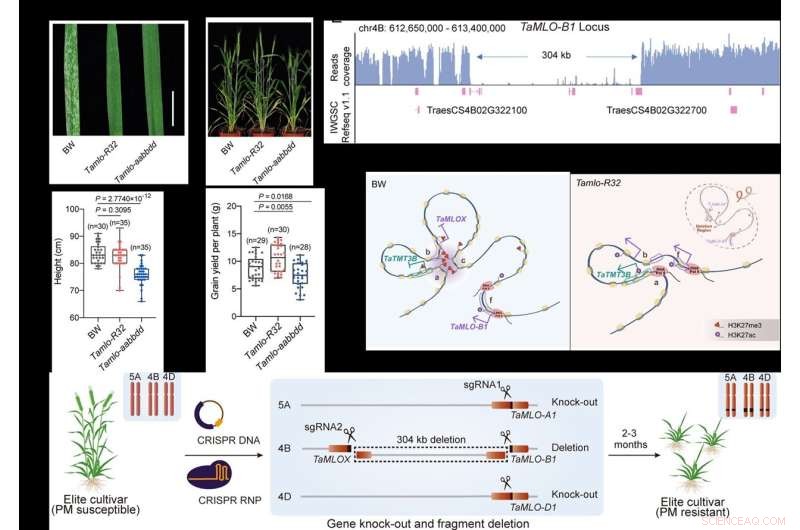 Genome Editing Creates Disease-Resistant Wheat Without Growth Impact