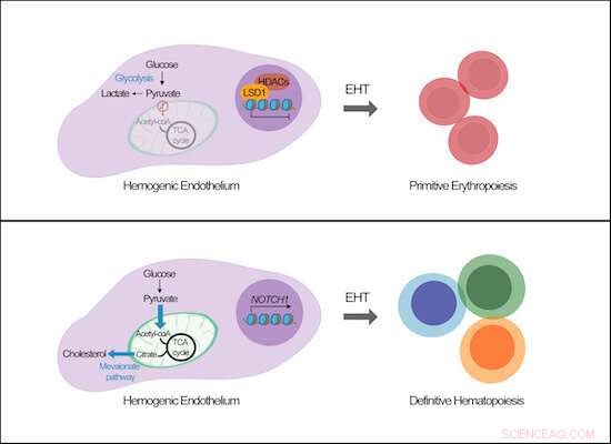 Metabolic Regulation of Killer Cell Production: A New Discovery