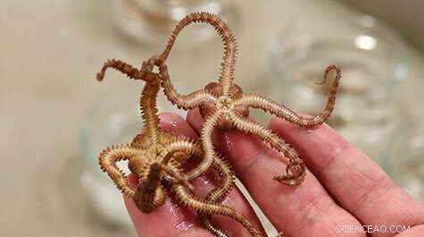Brittlestar Spawning: Captive Breeding and Scientific Research