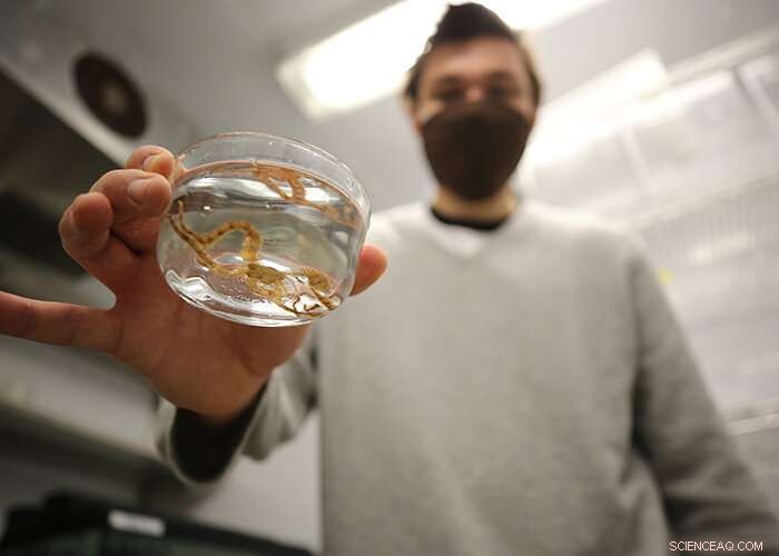 Brittlestar Spawning: Captive Breeding and Scientific Research