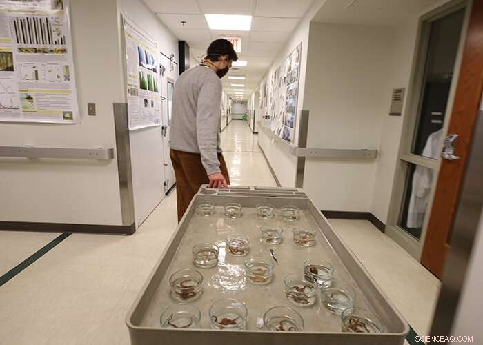 Brittlestar Spawning: Captive Breeding and Scientific Research