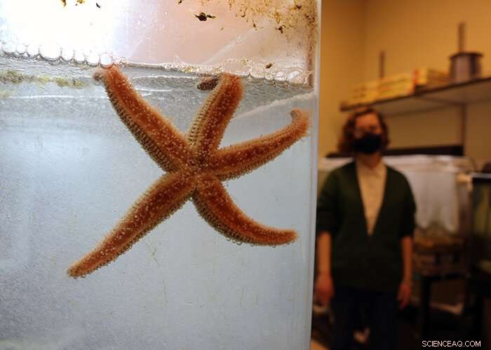 Brittlestar Spawning: Captive Breeding and Scientific Research