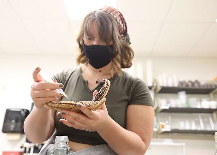 Brittlestar Spawning: Captive Breeding and Scientific Research