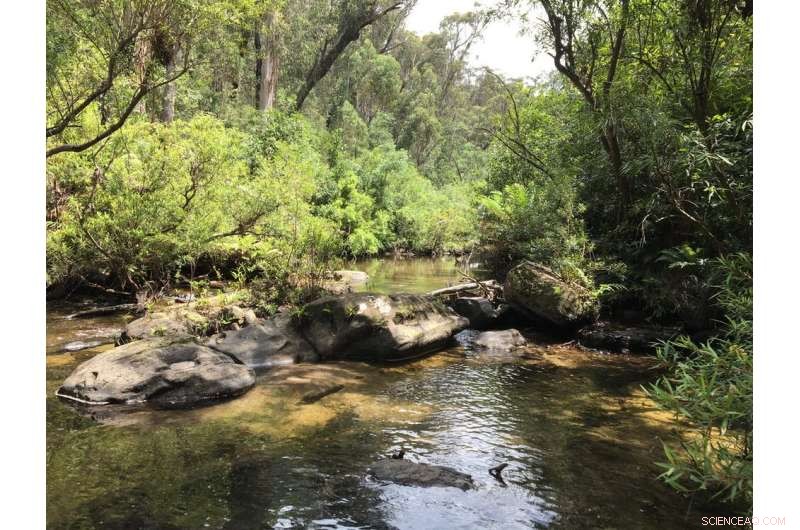 Blue Mountains River Recovery: A Remarkable Environmental Success Story