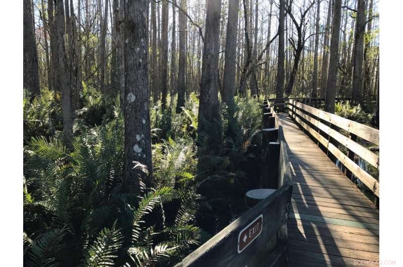 Tree Disease Risk Assessment: Study Finds No Significant Threats in Southeastern US