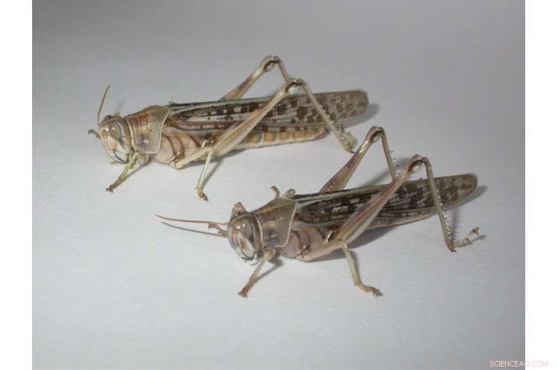 Locust Swarms: Understanding the Science Behind Destructive Behavior