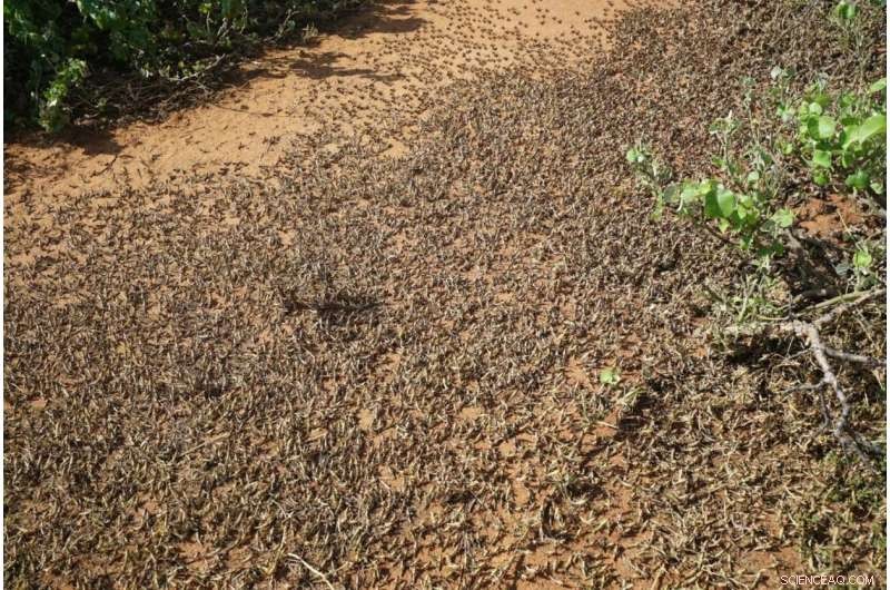 Locust Swarms: Understanding the Science Behind Destructive Behavior