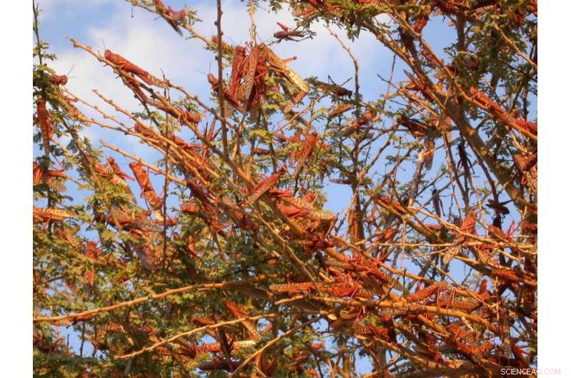 Locust Swarms: Understanding the Science Behind Destructive Behavior