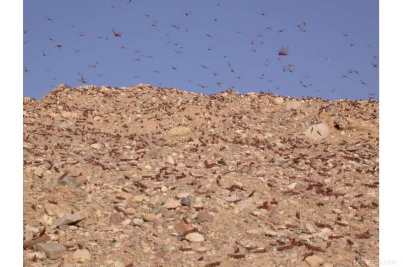 Locust Swarms: Understanding the Science Behind Destructive Behavior