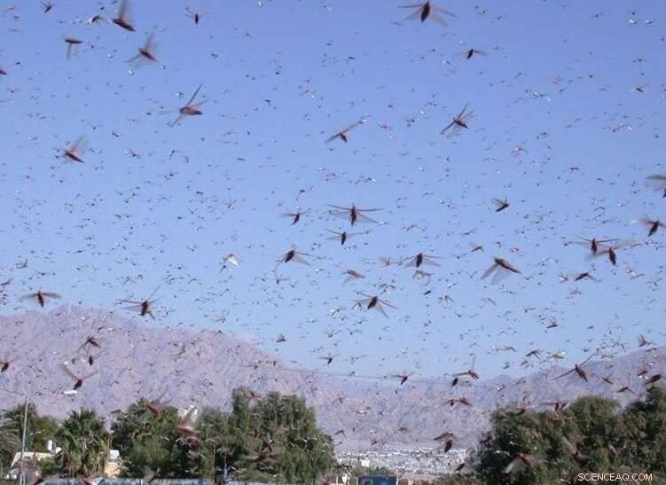 Locust Swarms: Understanding the Science Behind Destructive Behavior