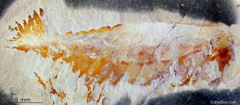 New Opabinia Relative Discovered: A Century of Cambrian Fossil Finds