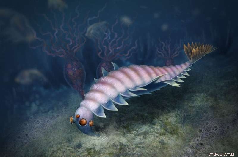 New Opabinia Relative Discovered: A Century of Cambrian Fossil Finds