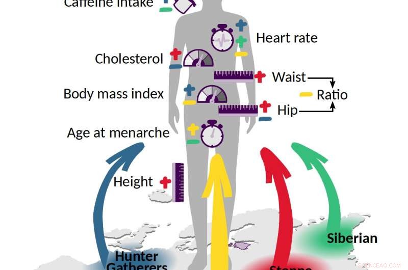 European Ancestry & Traits: How Ancient Populations Shaped Modern Health