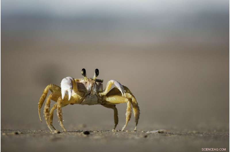 Animal Combat: Deception and Deception in the Natural World