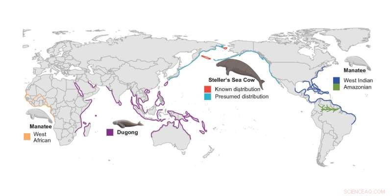 Steller s Sea Cow Genome Sequencing Reveals Insights into Ice Age Marine Mammals