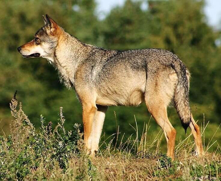 Genetic Bottleneck in Scandinavian Wolves: Inbreeding Effects & Population History