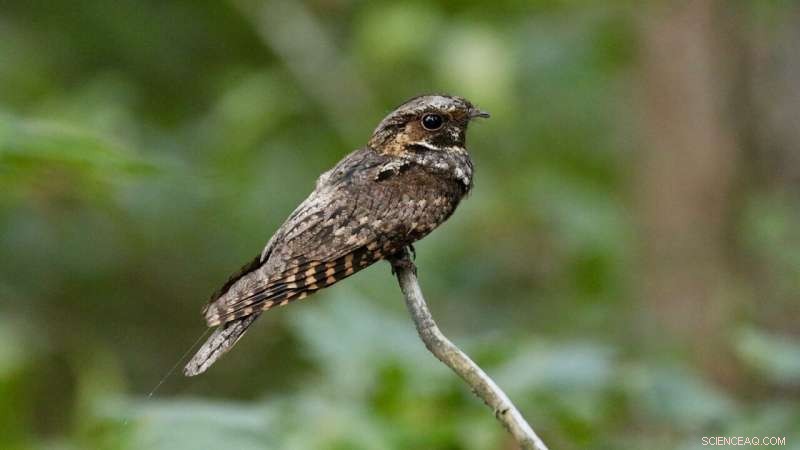 Eastern Whip-Poor-Will Migration: Uncovering Hidden Facts