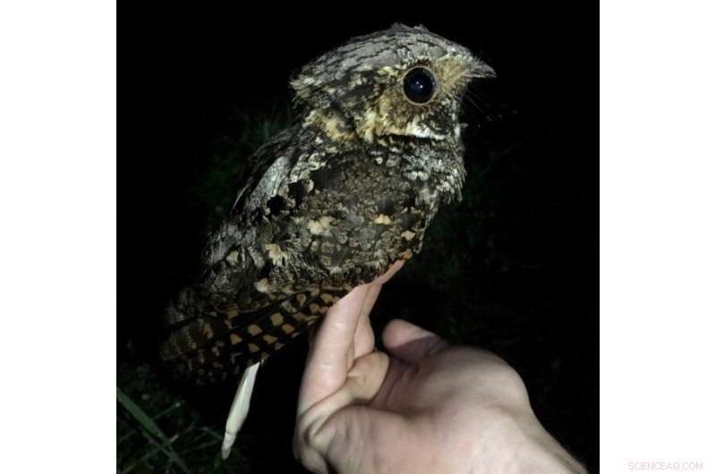 Eastern Whip-Poor-Will Migration: Uncovering Hidden Facts