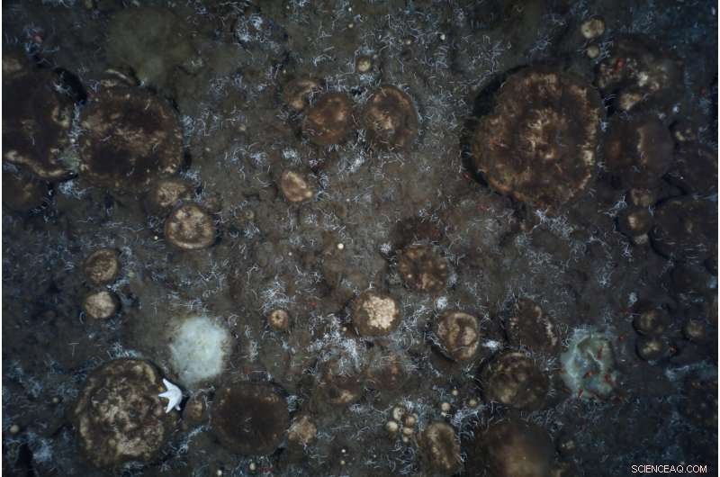 Arctic Deep Sea Sponge Gardens: A Surprisingly Rich Ecosystem