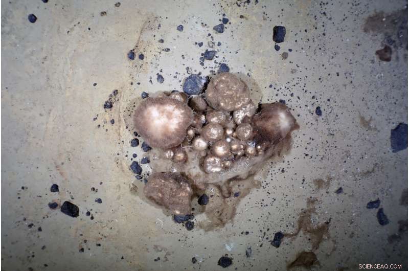 Arctic Deep Sea Sponge Gardens: A Surprisingly Rich Ecosystem