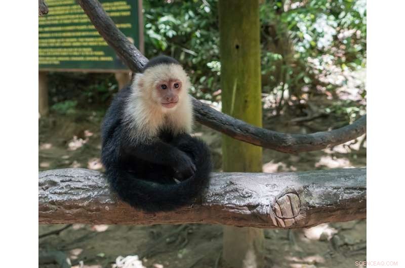 Monkeys Experience Performance Anxiety: New Study Reveals Shared Stress Response with Humans