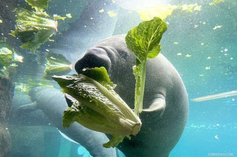 Florida Manatee Rescue: Innovative Seagrass Nursery Offers Hope